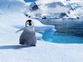 Happy Feet 2